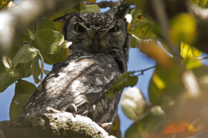Spotted Eagle Owl