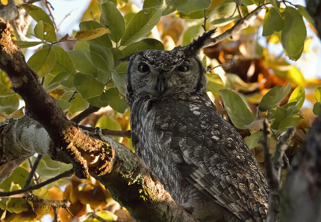 Spotted Eagle Owl