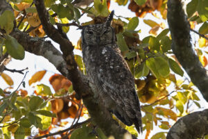 Spotted Eagle Owl