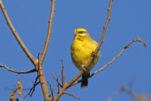 Yellow-fronted Canary