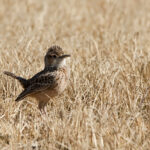 Spikeheeled Lark