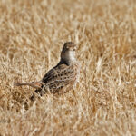 Spikeheeled Lark