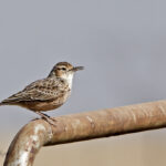 Spikeheeled Lark