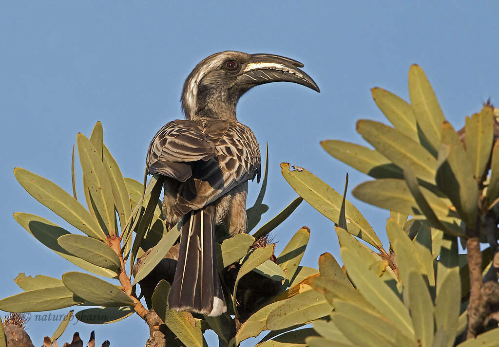 African Grey hornbill