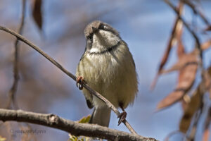 Bar-throated Apalis
