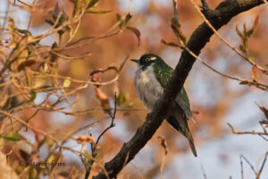 Klaas Cuckoo