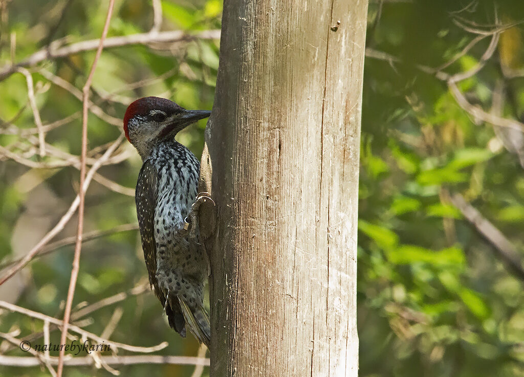 Golden tailed Woodpecker