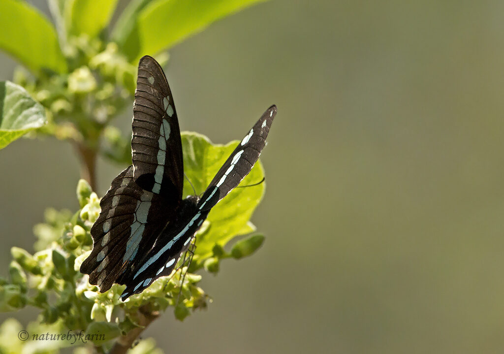 Green-banded Swallow-tail butterfly