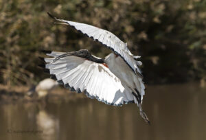 Sacred Ibis