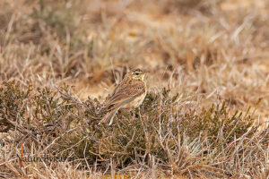 Plain-backed Pipit