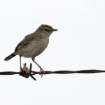 Cisticola