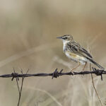 Cisticola