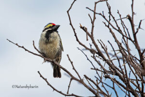 Acacia Pied Barbet