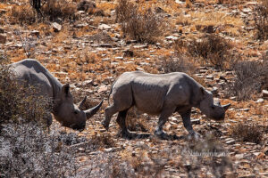 Black Rhino