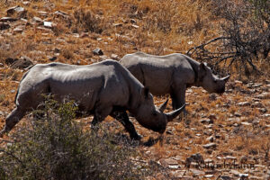 Black Rhino