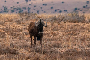 Black Wildebeest