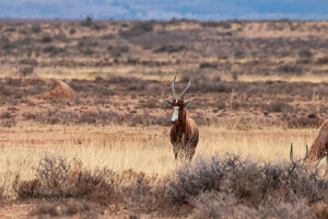 Blesbok