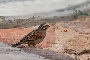 Cape Bunting