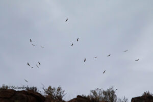 Cape Vulture