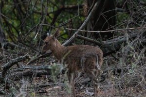 Duiker