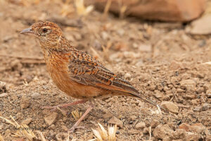 Eastern Clapper Lark