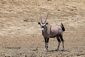 Gemsbok