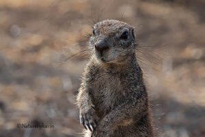 Ground squirrel