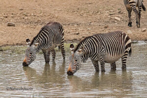 Mountain Zebra