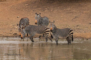 Mountain Zebra