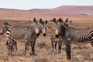 Mountain Zebra