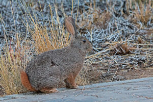 Rabbit