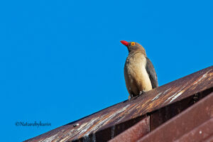 Red Billed Oxpecker
