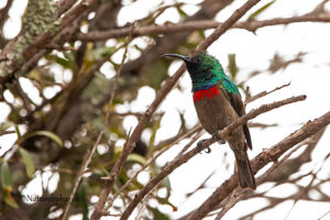 Southern Double Banded Sunbird