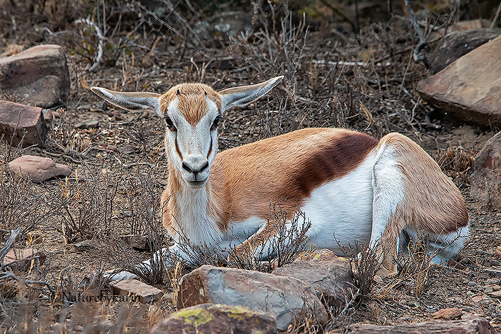 Springbok