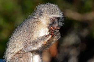 Vervet Monkey