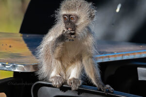 Vervet Monkey