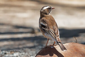 White Browed Sparrow Weaver