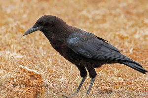 Cape Crow