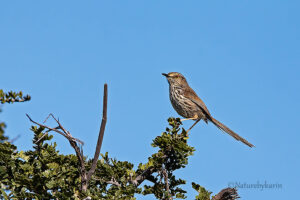 Karoo Prinia