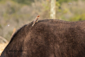 Red billed Oxpecker