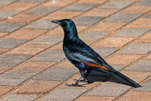 Red winged Starling
