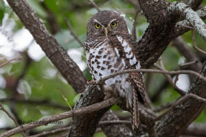 African Barred Owlet