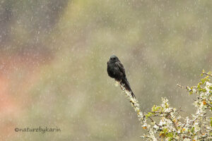 Black Saw Wing
