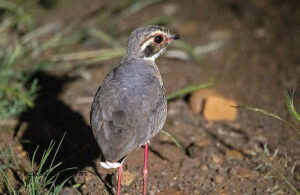 Bronze winged Courser