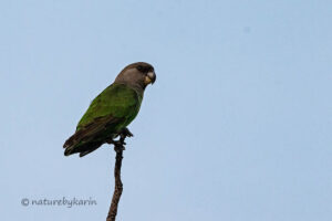 Brown headed Parrot