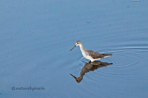 Common Greenshank