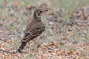 Dusky Lark