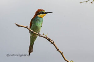 European bee eater