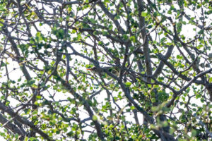 Olive Tree warbler
