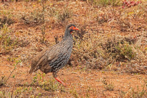Red Necked Spurfowl